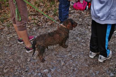 Waiblingen-Hegnach: Hund vefolgt Fuchs durch Bachrohr und bleibt stecken - Einsatz fuer die Feuerwehr